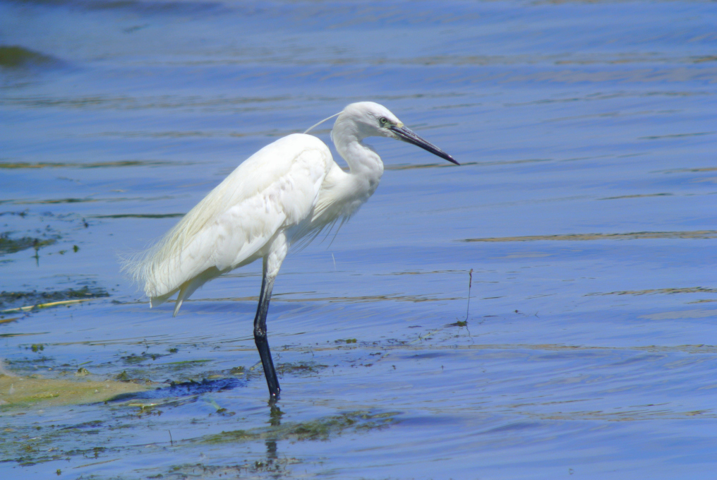 Aigrette Garzette